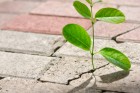 Kindness Overcomes Evil Seeds Planted During VBS Need Protected