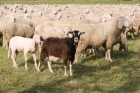 Sheep Vs. Goats, Separated Sheep/Goats: Parables simplifying Principles